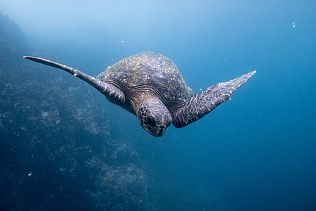 underwater photography of brown sea turtle thumbnail