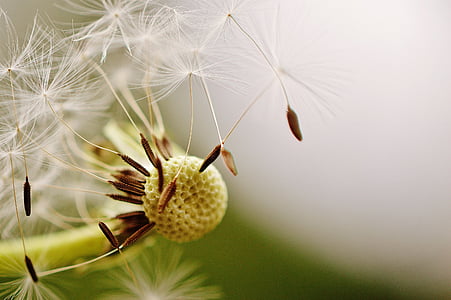close-up photo of white dandelion flower thumbnail