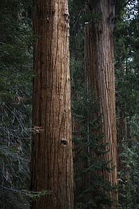 stand of trees during daytime thumbnail