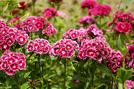 red petaled flowers in bloom thumbnail