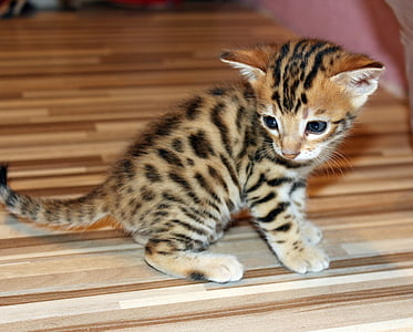 brown tabby kitten standing on brown wooden surface thumbnail
