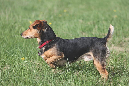 short-coated black and brown dog on green grass thumbnail