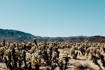 cacti on dessert during daytime thumbnail