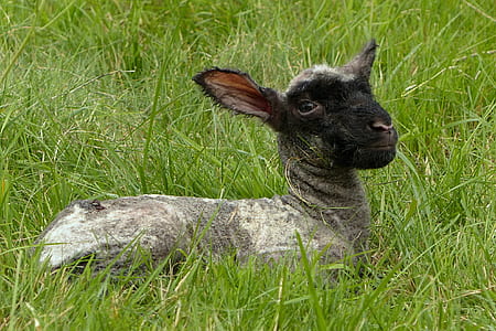 gray and black goat lying on green grass field thumbnail