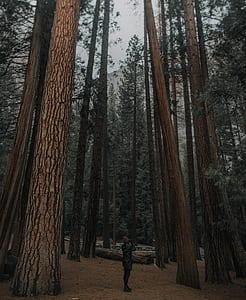 person standing in the middle of trees thumbnail