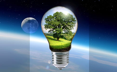 green leaf tree light bulb digital wallpaper thumbnail