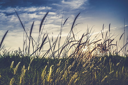 plant field thumbnail