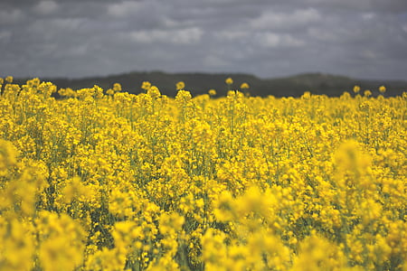 yellow golden rod flower field under cloudy sky at daytime thumbnail