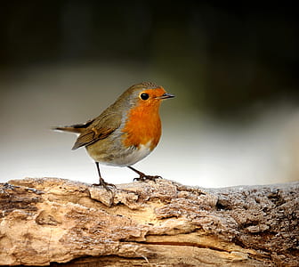 shallow focus photo of orange and gray bird on brown tree branch thumbnail