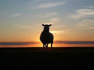 sheep near body of water during sunset thumbnail