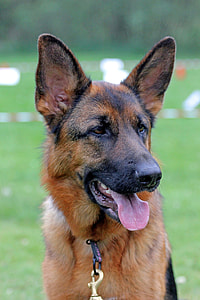 closeup photo of adult brown and black German shepherd thumbnail