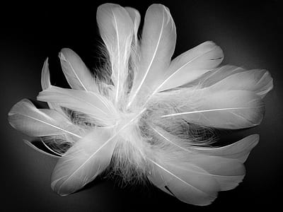 grayscale photo of feathers thumbnail
