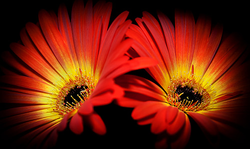 two red-and-yellow Osteospermum flowers close-up photography thumbnail