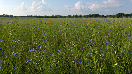 blue petaled flowers under blue sky thumbnail