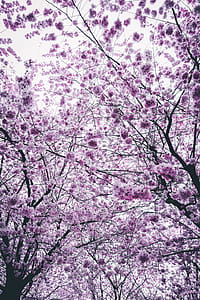 Cherry Blossom Trees thumbnail