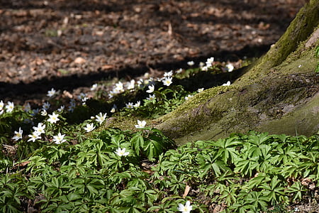 shallow focus photography of green plants thumbnail