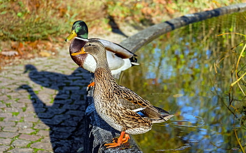 gray, white, and green mallard ducks beside water pond at daytime thumbnail