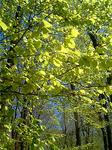 Deciduous Forest, Deciduous Trees thumbnail