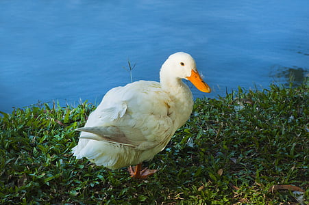 white duck on green grass near body of water thumbnail