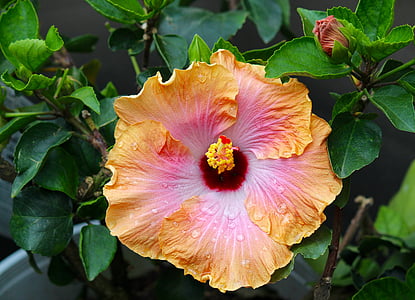 orange and pink hibiscus thumbnail