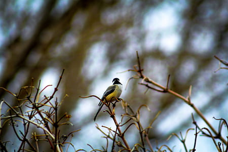 gray and black bird thumbnail