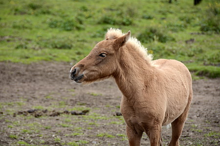 selective focus photo of brown pony thumbnail