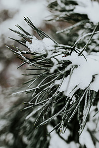 Close-ups of snowy trees thumbnail