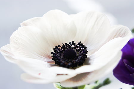 white petaled flower bloom close-up photography thumbnail