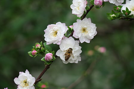 honey bee perching on white petaled flower in close-up photography thumbnail