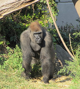 black gorilla on green grass thumbnail