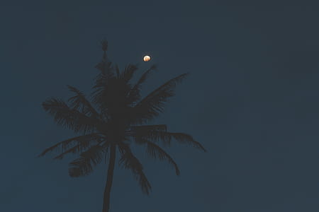 coconut tree thumbnail
