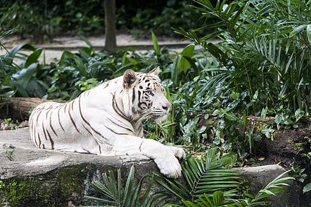white tiger thumbnail