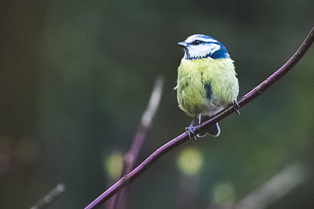 Bird Perched on Plant thumbnail
