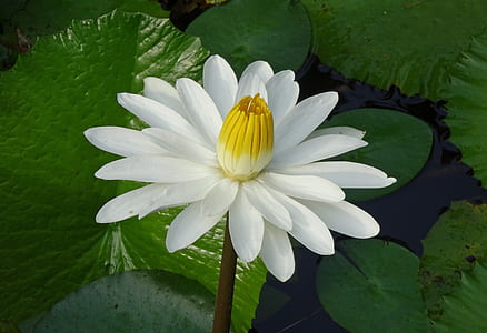 selective focus of white water lily flowers thumbnail