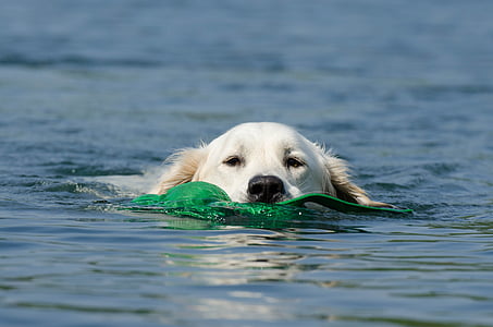 dog swims on body of water thumbnail