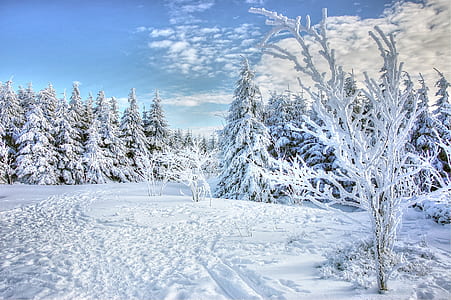pine trees covered with snow at daytime thumbnail