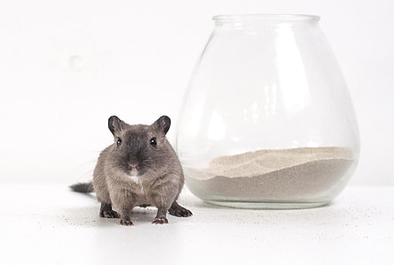 black rat thumbnail