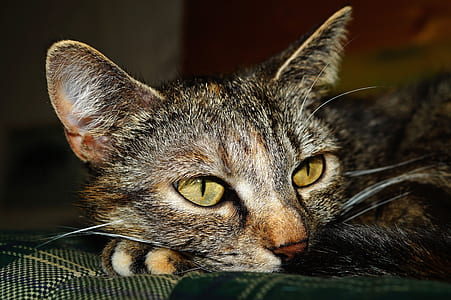 close-up photo of gray and black cat thumbnail