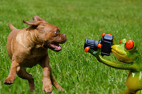 brown puppy playing on green frog holding camera figurine on green grass field thumbnail