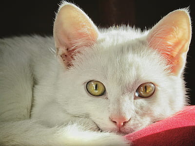 white tabby cat thumbnail
