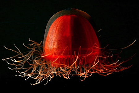 photo of red jellyfish thumbnail