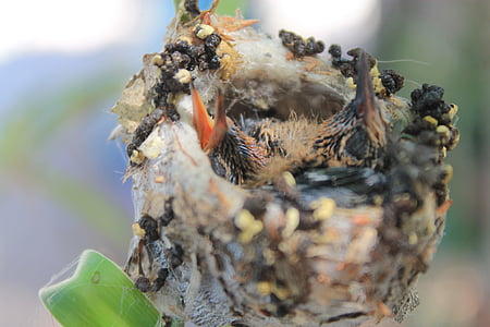 closeup photography of fledgling birds in nest thumbnail