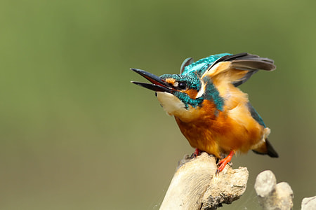 brown and teal bird sits on tree branch thumbnail