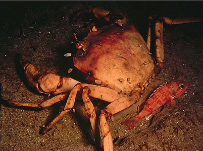 Golden crab -- Chaceon fenneri thumbnail