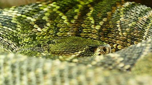 nature, pattern, animal, dangerous thumbnail