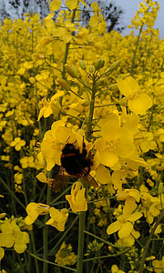 Rape Blossoms, Field Of Rapeseeds thumbnail