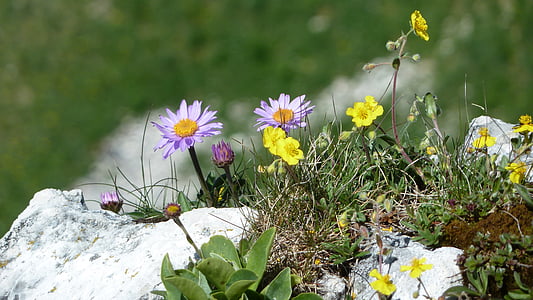 purple and yellow flowers with green leaves on top of rock thumbnail
