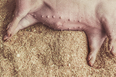 pink pig laying at hays thumbnail