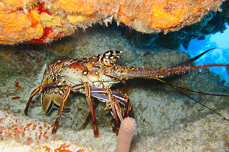 brown prawn thumbnail