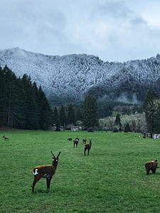 herd of antelopes on foot of gray mountain thumbnail